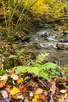 Fallen Leaves, Stock Ghyll