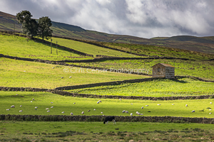 Patches Of Light, wensleydale