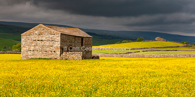Storms & Buttercups, Wensleydale