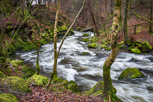 Spring Moss, Stock Ghyll