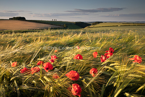 Fields Of Dreams, Yorkshire Wolds