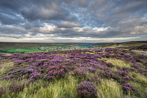 Patch Of heather, Rosedale