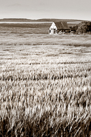 The Barley Field, Yorkshire Coast