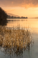 In The Reeds, Coniston Water