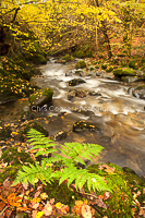 Autumn By The Beck, Lake District