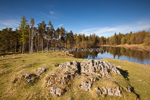 Spring Colours, Tarn Hows