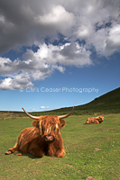 Card 339. Highland Cattle. N Y Moors
