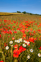 Field Of Poppies, Yorks Wolds