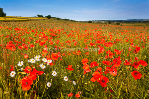 Poppy Fields, Yorkshire Wolds