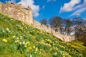 Daffodil Walk, York
