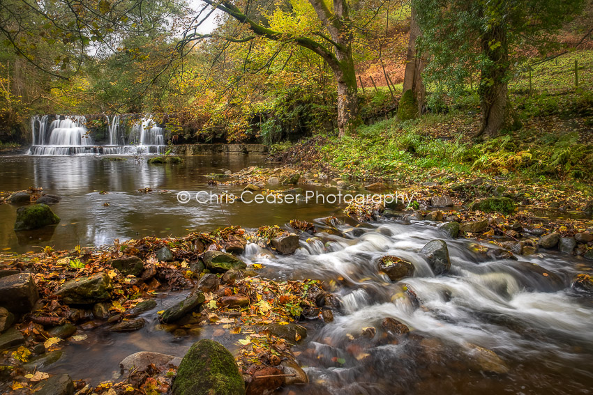 Woodland Stream, Nidderdale