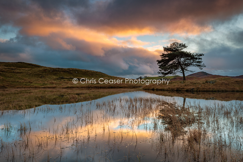 Yellow, Lake District