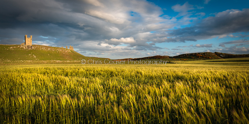 Before The Harvest, Dunstanburgh