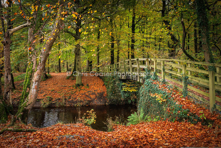 Into Strid Wood, Bolton Abbey