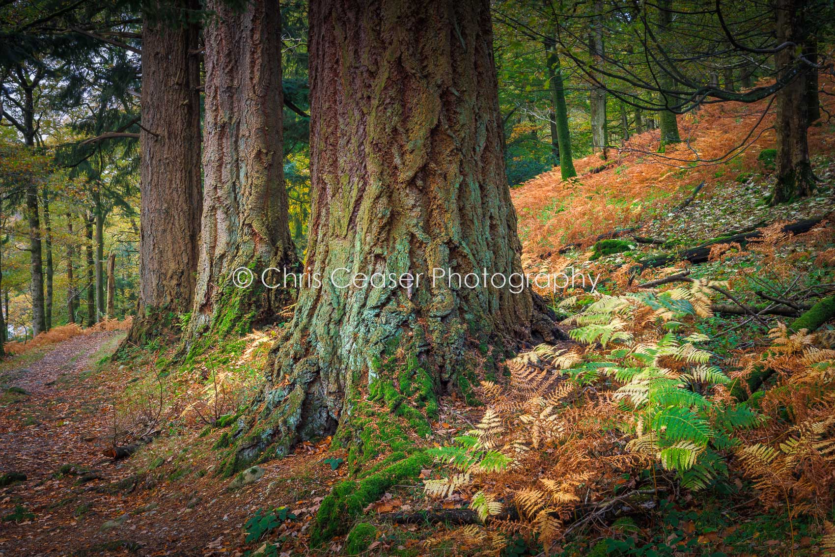 Three Oaks, Brandlehow Woods