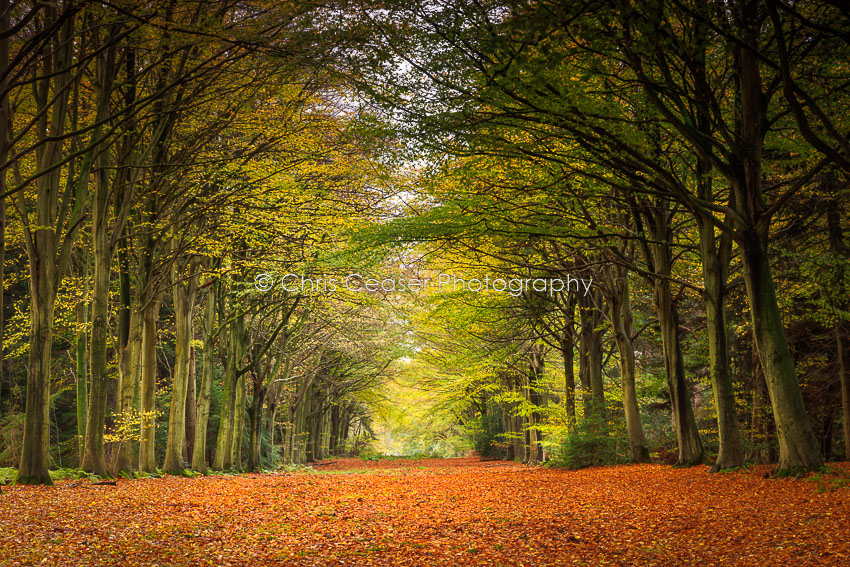 Avenue Of Beeches, Norfolk