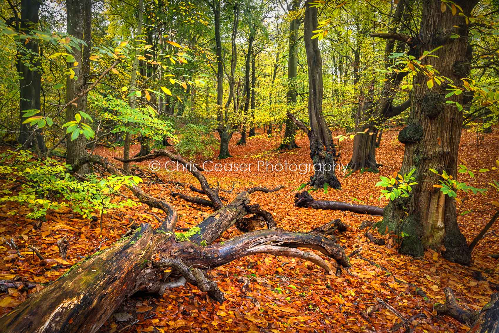 The Fallen, Norfolk Woodland