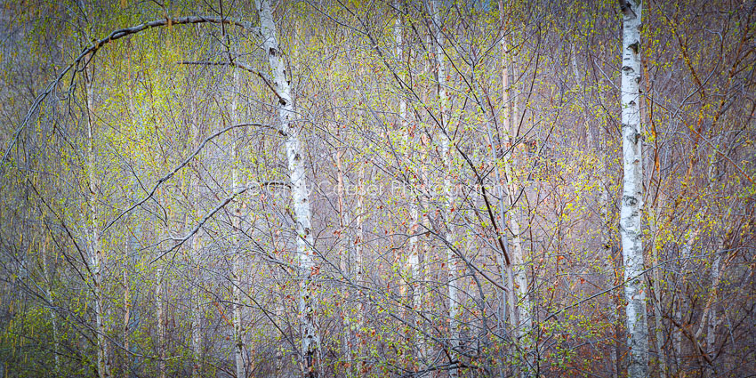 Beech Trees, London