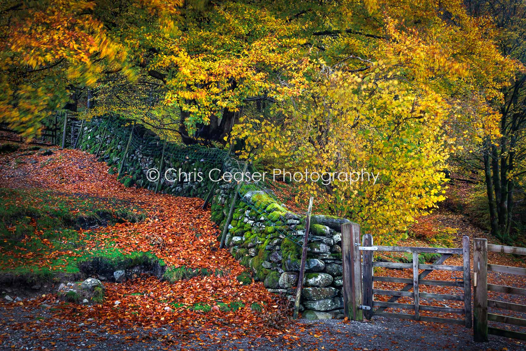 IntoThe Woods, Grasmere